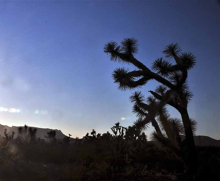 joshua trees